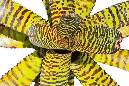 Neoregelia Plant in 6" Pot - Dragon Variety - Tropical Bromeliad - Neoregelia spp. - Healthy, Disease-Free Plant for Home Decor
