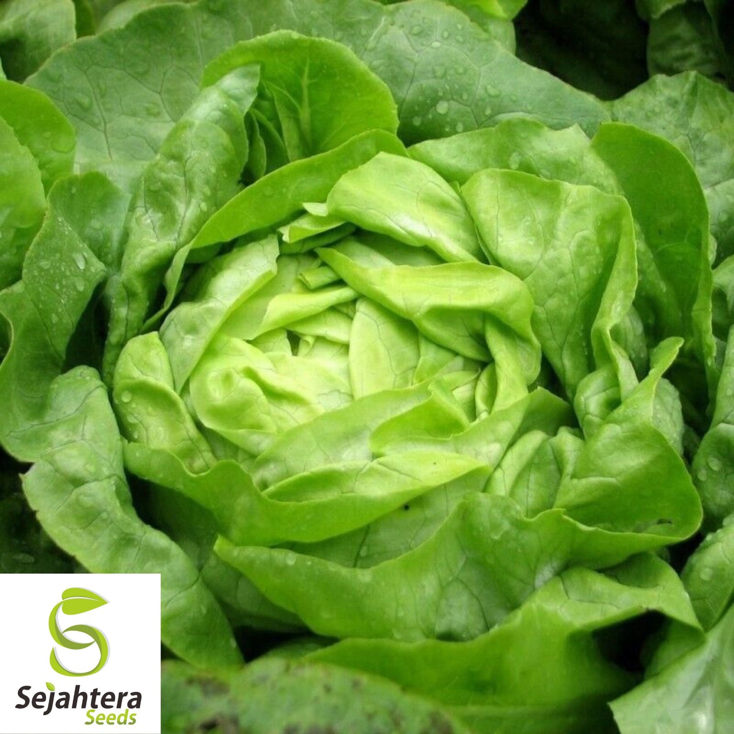 1000 Buttercrunch Lettuce Seeds - Non-GMO, Tender & Crisp Greens