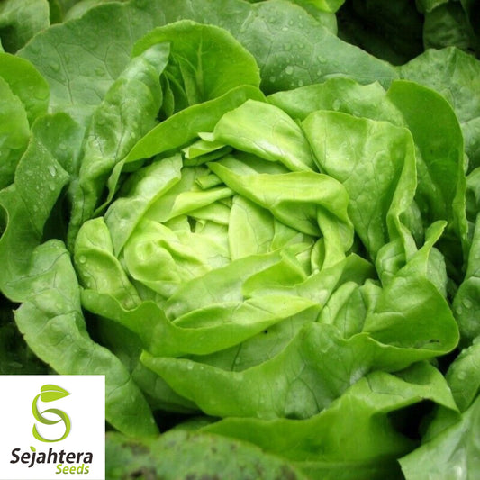 1000 Buttercrunch Lettuce Seeds - Non-GMO, Tender & Crisp Greens