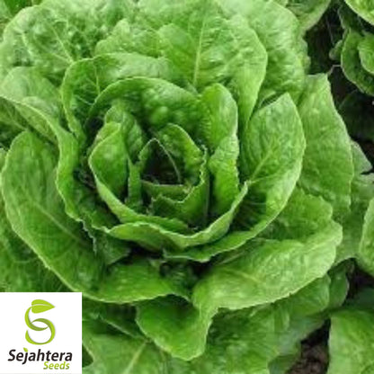 Lettuce Seeds 600+ | Bibb Butterhead Vegetable NON-GMO USA Seller