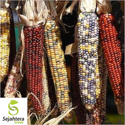 Indian Ornamental Corn Seeds 30 Ct | Rainbow Heirloom NON-GMO USA