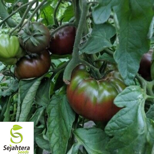 30+ Black Krim Tomato Seeds - Heirloom, Organic, Non-GMO, Rare & Rich Flavor