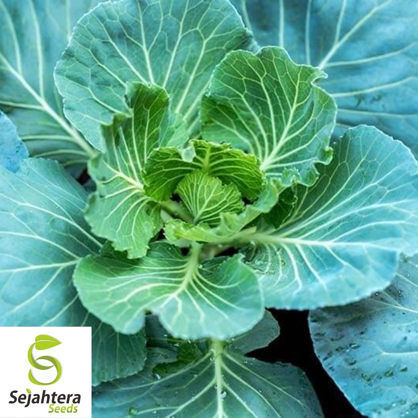 Morris Heading Collard Seeds 300+ | NON-GMO Greens Vegetable Garden USA