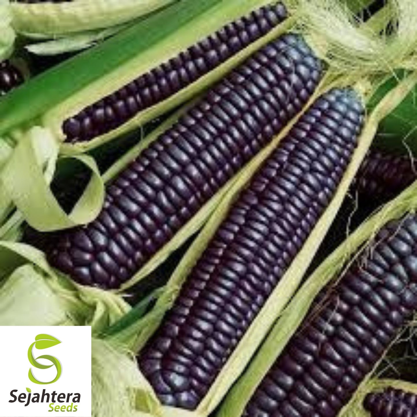 Hopi Blue Corn Seeds - 120+ Heirloom - Organic, Non-GMO & Rare