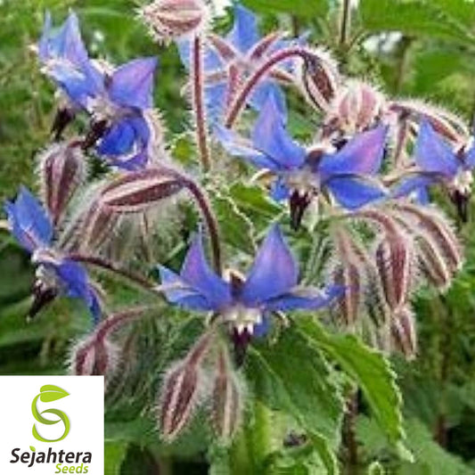 100+ Borage Herb Seeds - Heirloom, Non-GMO, Pest Repellent & Pollinator-Friendly