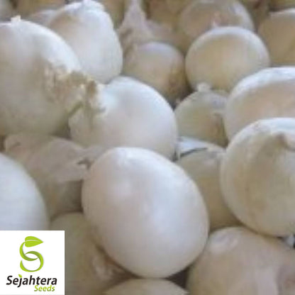 Onion White Spanish Seeds 250+ | Sweet Mild Vegetable Garden NON-GMO USA