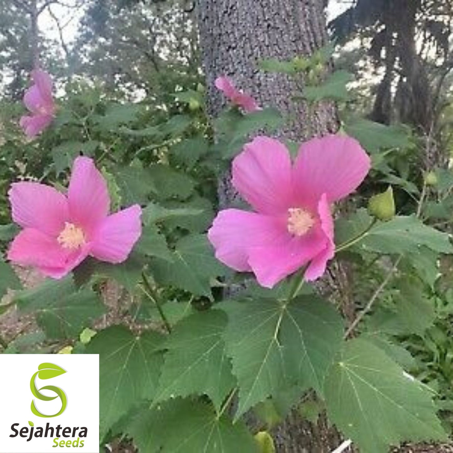 Hibiscus Moscheutos Rose Mallow Seeds 25+ | Hardy Perennial Flowers
