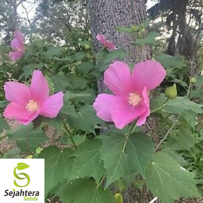 Hibiscus Moscheutos Rose Mallow Seeds 25+ | Hardy Perennial Flowers