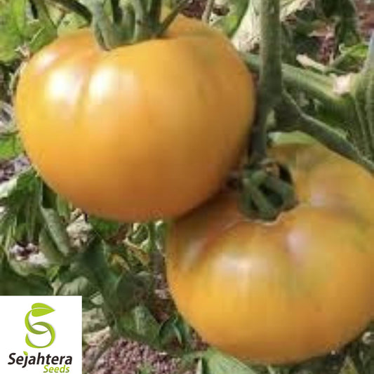 120+ Golden Jubilee Tomato Seeds - Heirloom, Organic, Non-GMO, Sweet & Low Acid