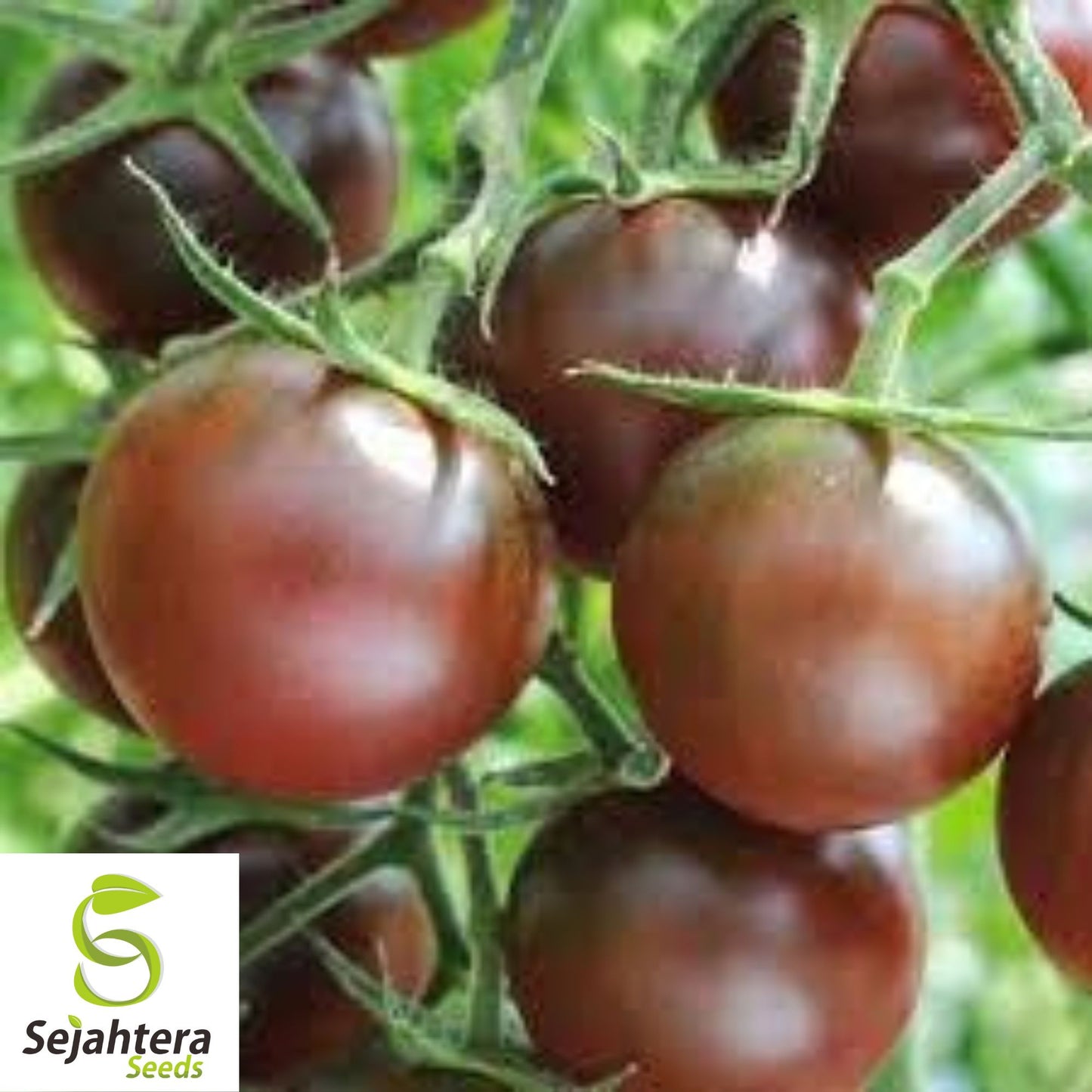 Chocolate Cherry Tomato Seeds - 120+ Heirloom, Organic, Non-GMO & Rare