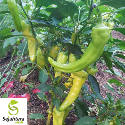 25 Sweet Hungarian Pepper Seeds - Non-GMO, Mild & Versatile Variety