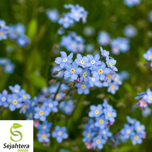 200+ Forget-Me-Not Seeds - Perennial, Early Bloom, Non-GMO, Vibrant & Fresh