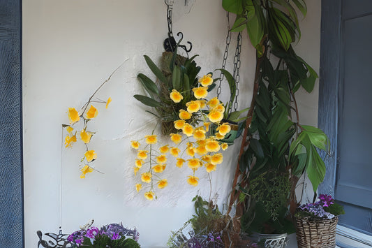 Dendrobium Orchid Plant - Golden Shower - Dendrobium lindleyi - Compact Epiphytic Orchid with Fragrant Yellow Flowers