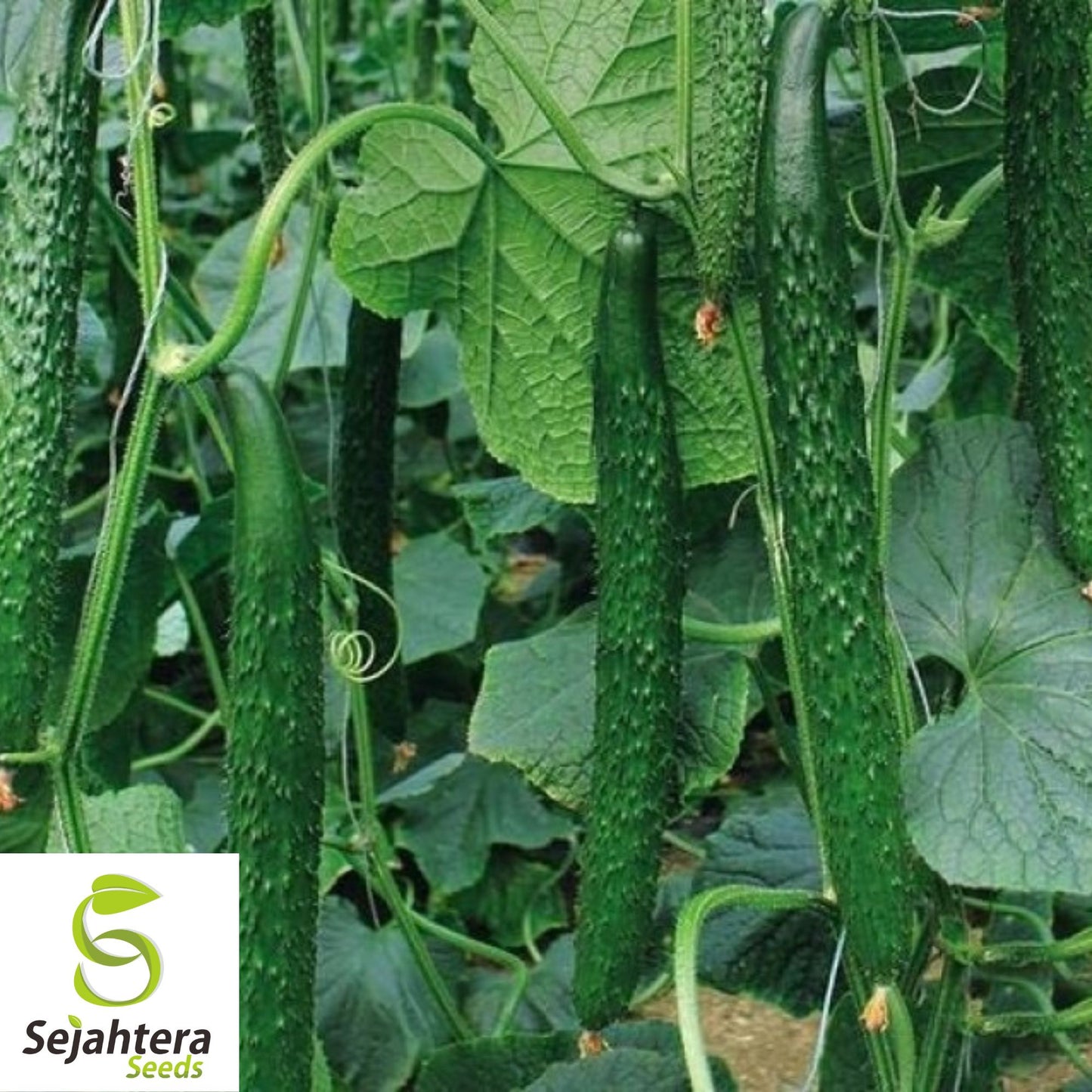 Suyo Long Cucumber Seeds - 25+ Heirloom, Non-GMO, Rare & High-Yield