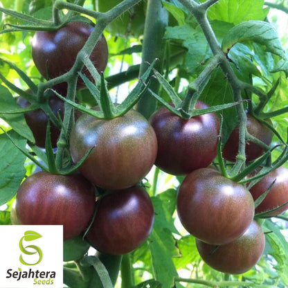 Chocolate Cherry Tomato Seeds - 120+ Heirloom, Organic, Non-GMO & Rare