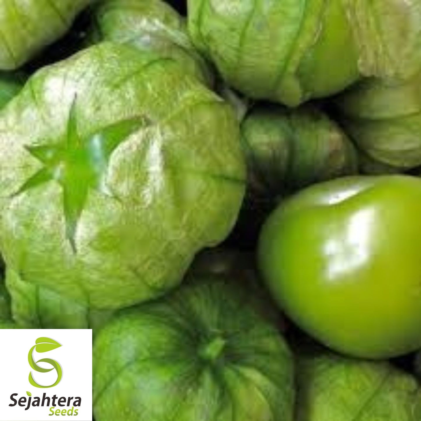Grande Rio Verde Tomatillo Seeds 50 Ct | Heirloom Vegetable NON-GMO USA