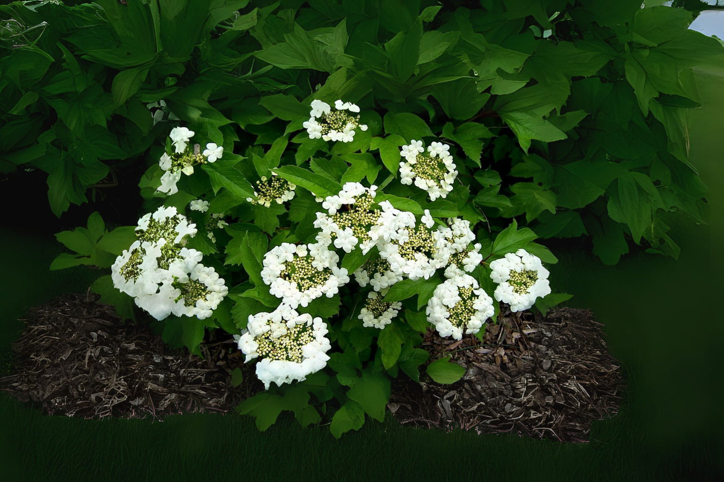 Sargent Cranberry (Viburnum sargentii)