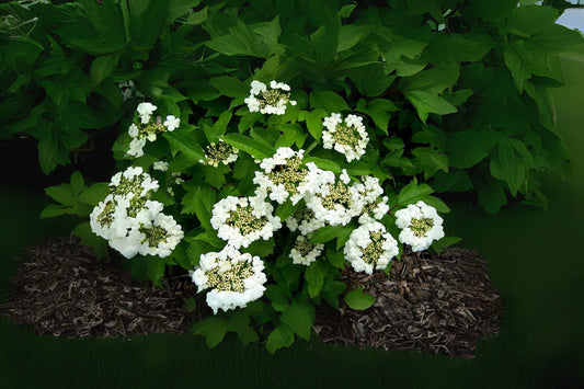 Sargent Cranberry (Viburnum sargentii)