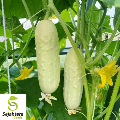 White Wonder Cucumber Seeds - 100+ Heirloom, Organic, Non-GMO & Rare