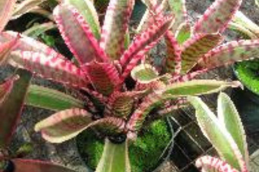 Neoregelia Blushing Zebra Plant in 4" Pot | Tropical Bromeliad | Neoregelia 'Blushing Zebra' | Perfect Indoor Houseplant