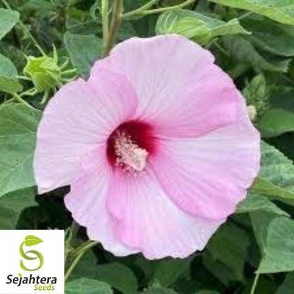 Hibiscus Moscheutos Rose Mallow Seeds 25+ | Hardy Perennial Flowers