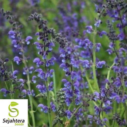 100+ Blue Sage Seeds - Salvia Farinacea, Non-GMO Perennial Herb