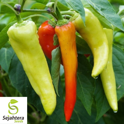 25 Sweet Hungarian Pepper Seeds - Non-GMO, Mild & Versatile Variety