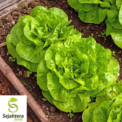 Lettuce Seeds 600+ | Bibb Butterhead Vegetable NON-GMO USA Seller