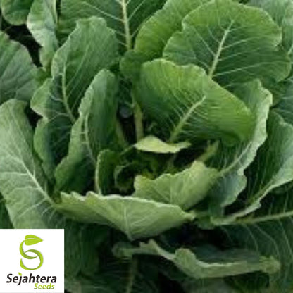 Morris Heading Collard Seeds 300+ | NON-GMO Greens Vegetable Garden USA