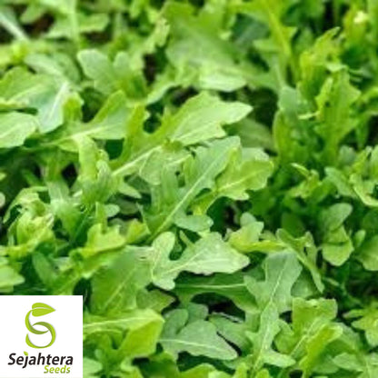 1000+ Arugula Seeds (Roquette/Rocket) - Heirloom, Non-GMO & Peppery Greens