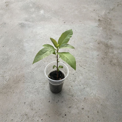 Avocado Tree – Persea americana Live Seedling | 10 Inches Tall | Includes Nursery Pot  Tropical Fruit Starter | Patio & Garden Friendly | Easy to Grow