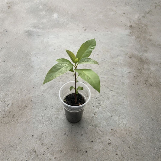 Avocado Tree – Persea americana Live Seedling | 10 Inches Tall | Includes Nursery Pot  Tropical Fruit Starter | Patio & Garden Friendly | Easy to Grow