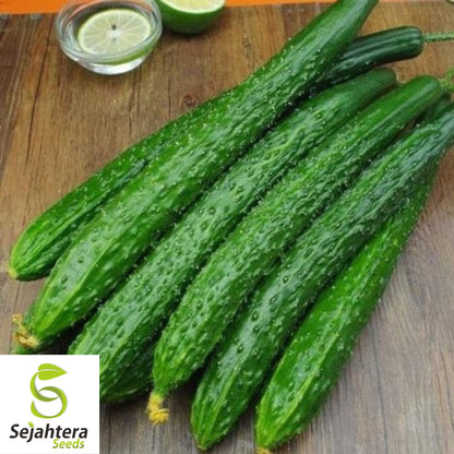 Suyo Long Cucumber Seeds - 25+ Heirloom, Non-GMO, Rare & High-Yield