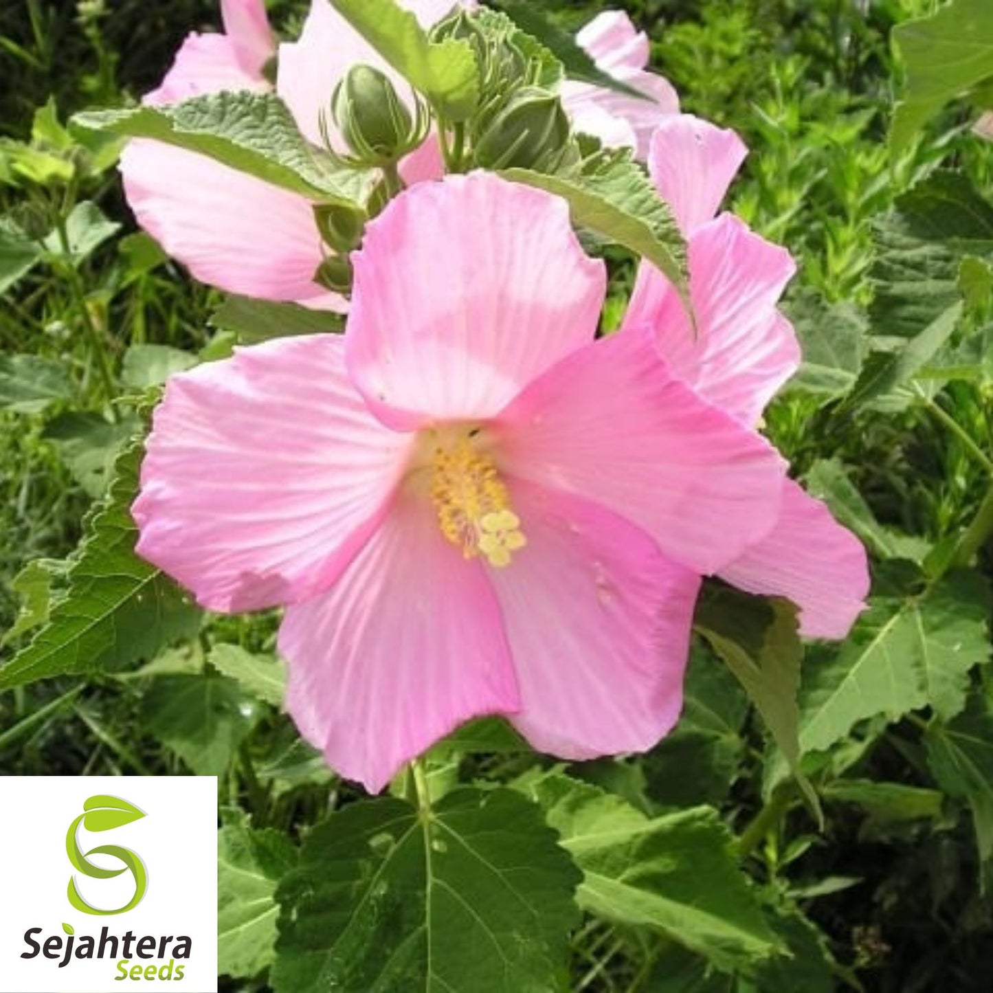 Hibiscus Moscheutos Rose Mallow Seeds 25+ | Hardy Perennial Flowers