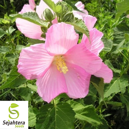 Hibiscus Moscheutos Rose Mallow Seeds 25+ | Hardy Perennial Flowers