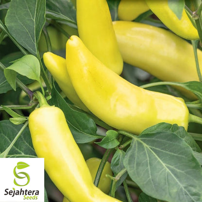 25 Sweet Hungarian Pepper Seeds - Non-GMO, Mild & Versatile Variety