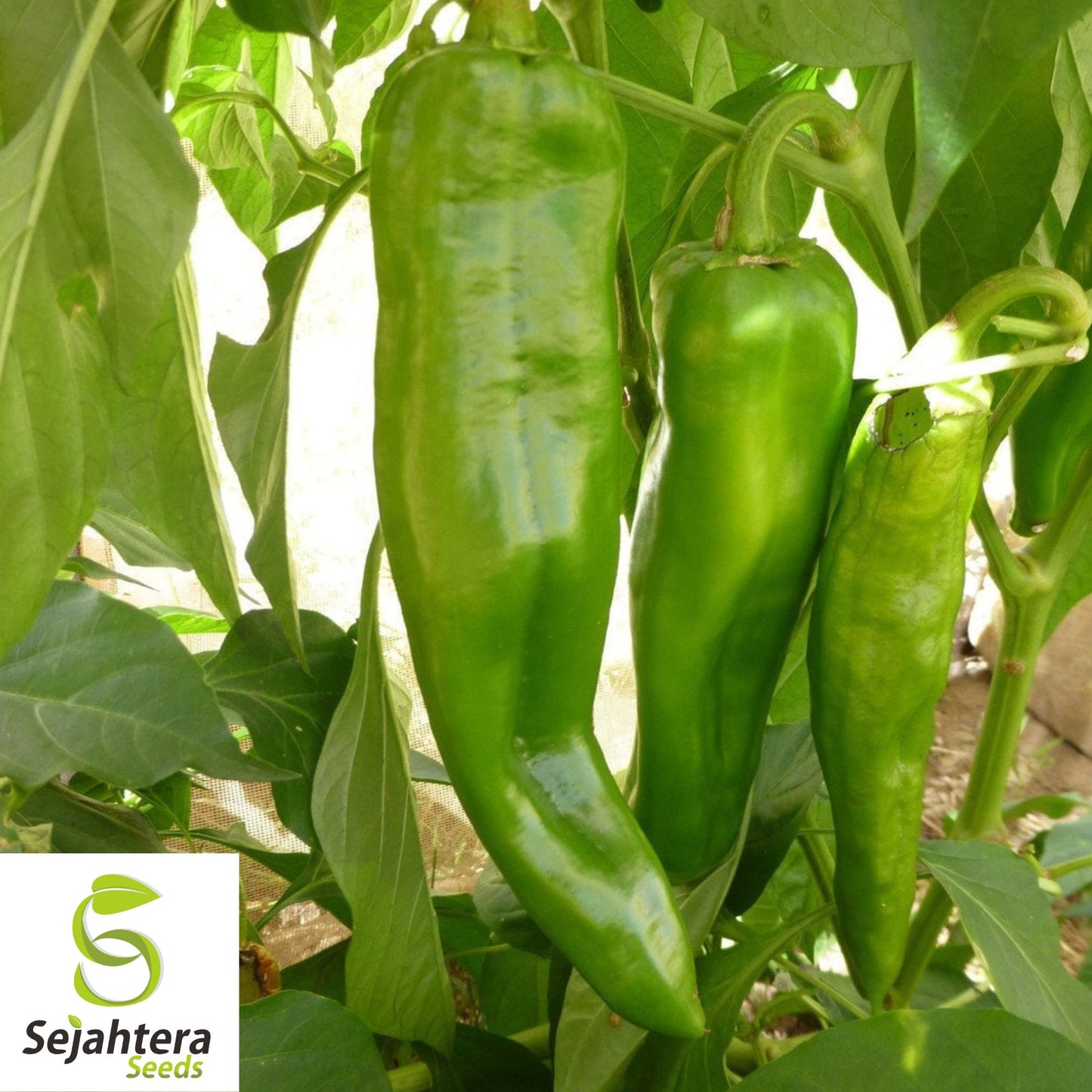 25 Cowhorn Pepper Seeds - Non-GMO, Mild & Flavorful Variety