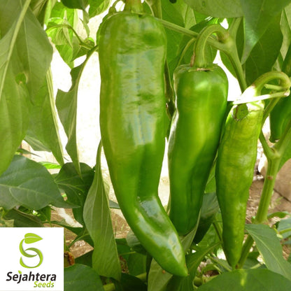 25 Cowhorn Pepper Seeds - Non-GMO, Mild & Flavorful Variety