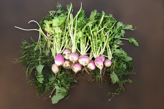 Purple Top White Globe Turnip Turnip (Brassica rapa var. Lorifolia 'Purple Top White Globe')