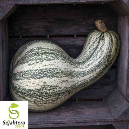 Green Striped Cushaw Pumpkin Seeds 10 Ct | Heirloom Squash Gourd Vegetable