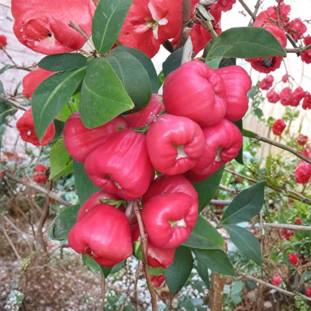 Black Diamond Wax Apple – Syzygium samarangense Live Plant | 1–2 Feet Tall | Ships in 3 Gallon Pot  Dark Glossy Fruit | Tropical Water Apple | Rare Exotic Variety