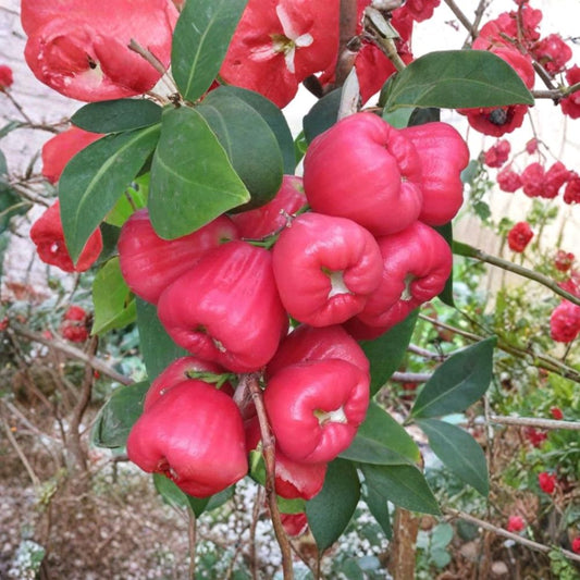 Black Diamond Wax Apple – Syzygium samarangense Live Plant | 1–2 Feet Tall | Ships in 3 Gallon Pot  Dark Glossy Fruit | Tropical Water Apple | Rare Exotic Variety