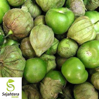 Grande Rio Verde Tomatillo Seeds 50 Ct | Heirloom Vegetable NON-GMO USA