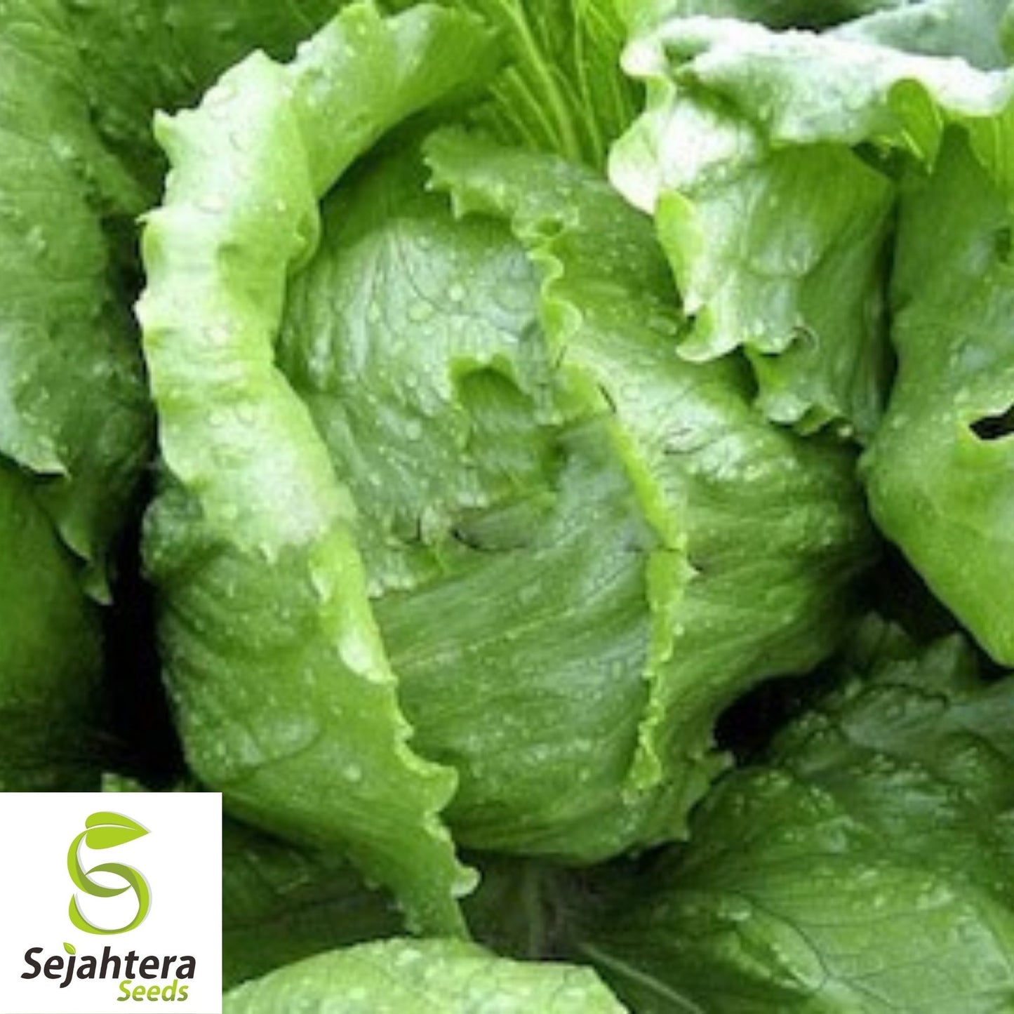 Lettuce Seeds 600+ | Bibb Butterhead Vegetable NON-GMO USA Seller