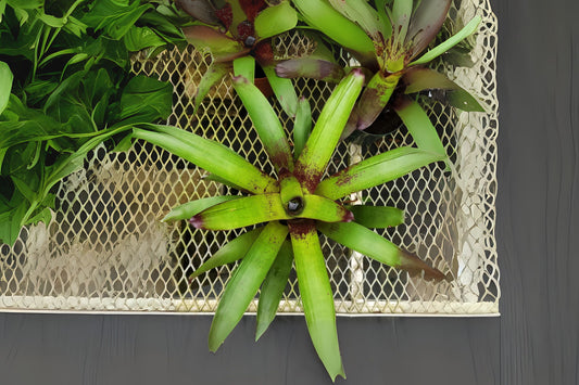 Bromeliad Plant - Vriesea Purple Cockatoo - Tropical Indoor Houseplant - Unique Colorful Foliage - Perfect for Home Décor
