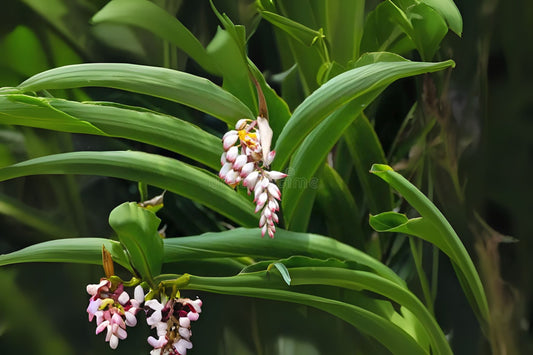 Variegated Shell Ginger Rhizomes - 2 Pack, Exotic Alpina Sandrea Vittate, Tropical Plant for Full Sun, Easy to Grow