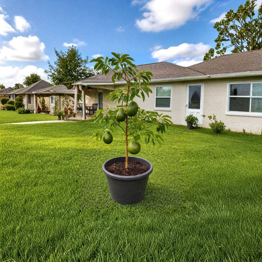 Marcus Pumpkin Avocado Tree – Persea americana Grafted Live Tropical Fruit Tree | Rare Variety  Predictable Performance | Statement Landscape Tree | Premium Home Orchard Choice