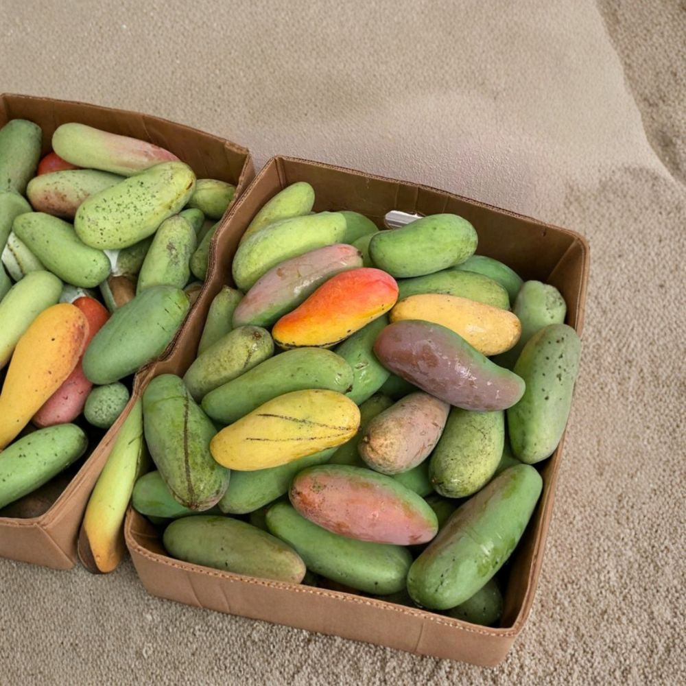 Maha Chanook Thai Mango Tree – Mangifera indica Live Tree | 3 Feet Tall | 3-Gal Pot  Premium Thai Variety | Sweet & Aromatic | No Ship to CA, HI, PR, GU, AK
