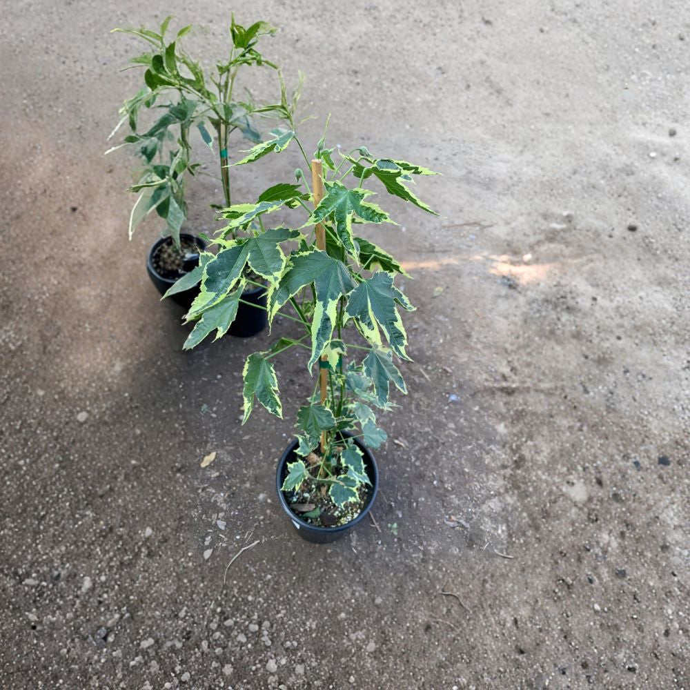 Abutilon ‘Souvenir de Bonn’ – Flowering Maple Live Plant | 1 Foot Tall | Includes 1 Gallon Nursery Pot  Variegated Foliage | Bell-Shaped Blooms | Patio & Garden Favorite