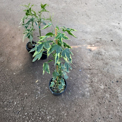 Abutilon ‘Souvenir de Bonn’ – Flowering Maple Live Plant | 1 Foot Tall | Includes 1 Gallon Nursery Pot  Variegated Foliage | Bell-Shaped Blooms | Patio & Garden Favorite